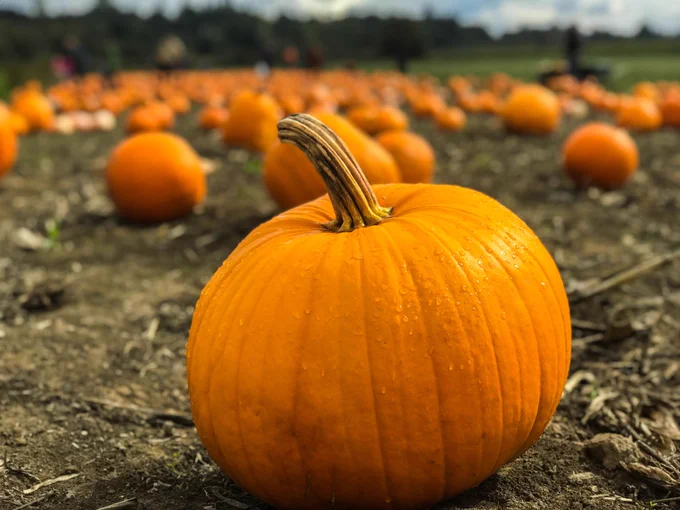 a pumpkin photo by Marius Ciocirlan