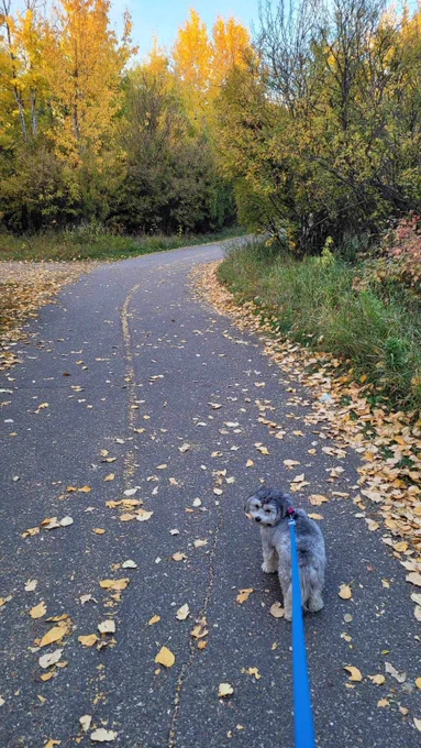Dog enjoying the popup dog park