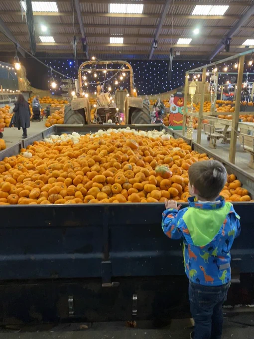 Oscar looking at a big trailer, full of lots of little pumpkins