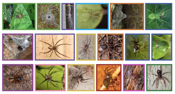 A montage of 18 different spiders — appearing in a range of colors, shapes, and environments — in small boxes outlined in different colors. 