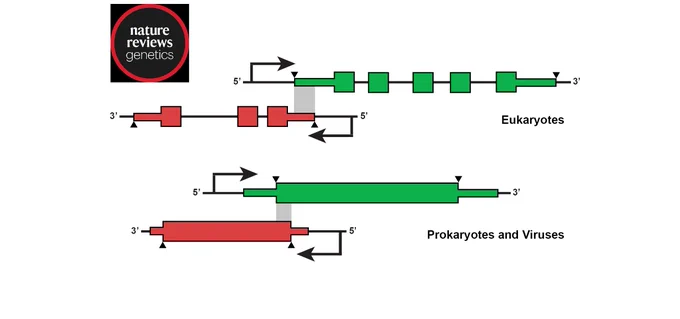 Fig 1 from review showing overlapping genes and coding sequences in eukaryotes, prokaryotes, and viruses.
