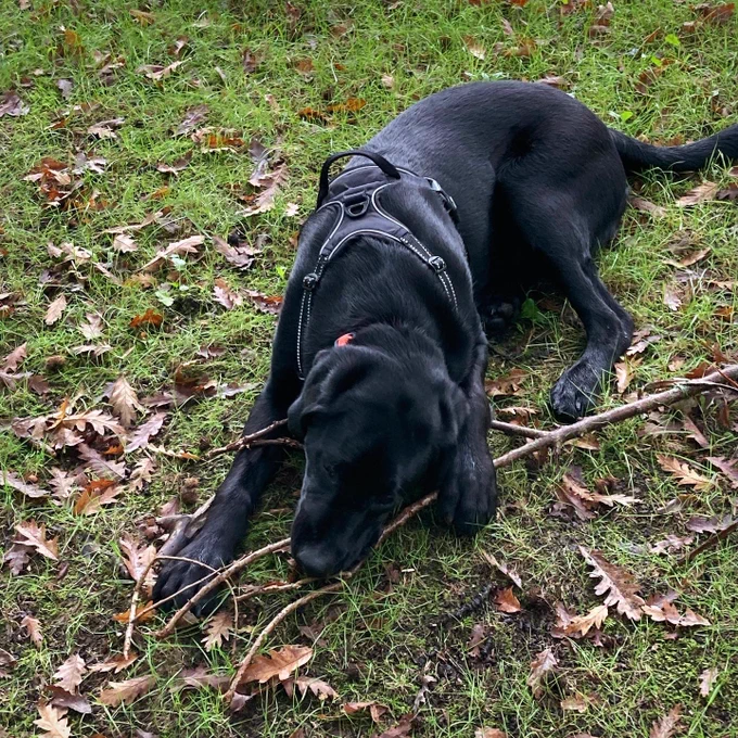 Black Labrador puppy lying down in a field chewing on a stick