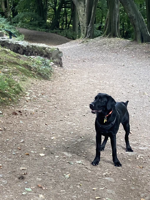 Black Labrador puppy standing proudly on a forest trail pathway