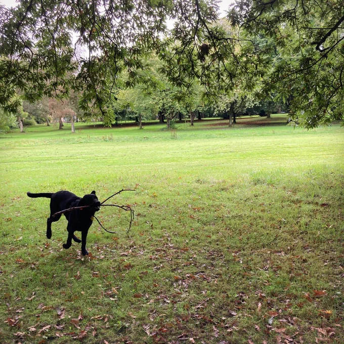 Black Labrador puppy bounding through a field with a stick