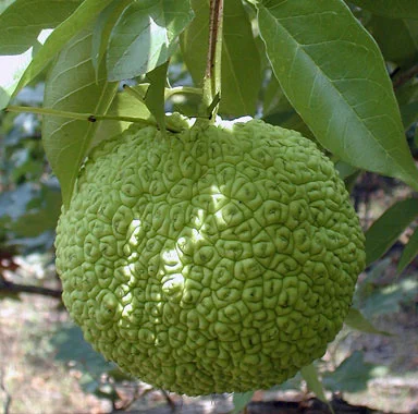 A bumpy, round bright green fruit hangs from a branch.
