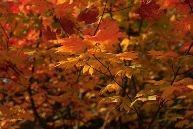 A close up of maple leaves turning color in the autumn, in shades of yellow to orange. 