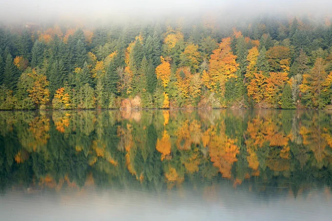 A dense autumn forest spotted with yellowing leaves is reflected in a clear, still lake on a misty day. 