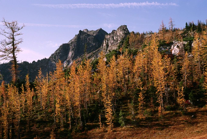 Trees turning yellow in autumn are spotlighted against a backdrop of a rocky mountain and blue sky.