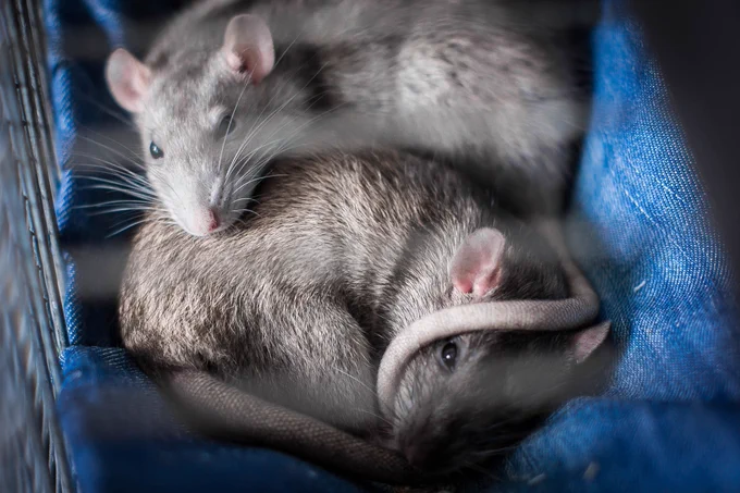 Two rats, snuggling.