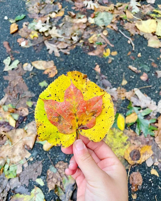 Fall Leaves