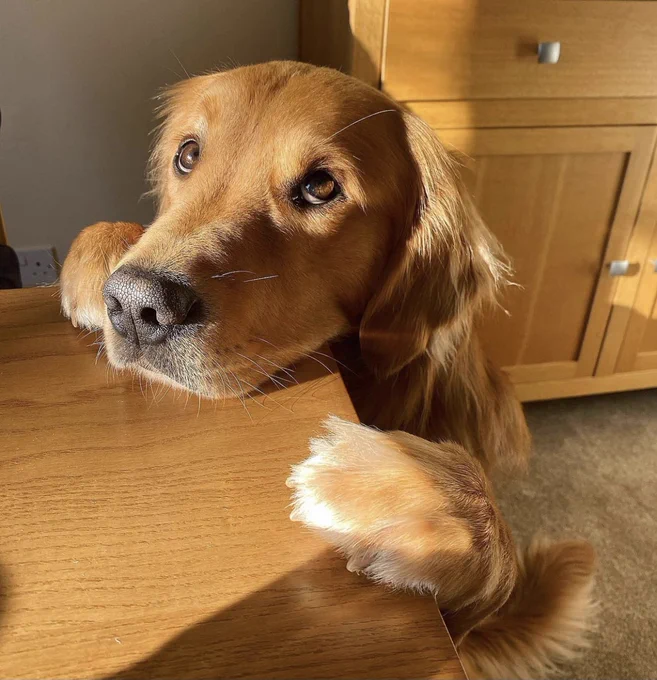 golden retriever standing and resting his chin on a wood table. his front paws are also resting on it, almost like a hug. the sun is at a low angle and hits his eyes and golden fur perfectly. his eyes are also open wide, almost concerned but full of love