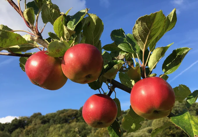 Clyde Valley Orchards