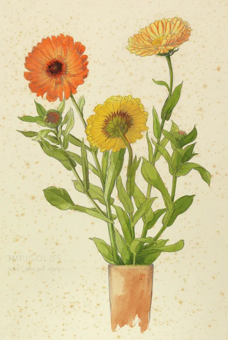 Watercolour and pencil on board titled Marigolds by Laurence Perugini and dated 1929.