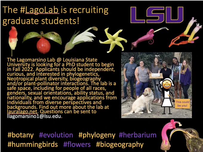 The #LagoLab is recruiting graduate students! 

The Lagomarsino Lab @ Louisiana State University is looking for a PhD student to begin in Fall 2022. Applicants should be independent, curious, and interested in phylogenetics, Neotropical plant diversity, biogeography and/or plant-pollinator interactions. The lab is a safe space, including for people of all races, genders, sexual orientations, ability status, and nationality, and we encourage applications from individuals from diverse perspectives and backgrounds. Find out more about the lab at lauralago.net. Questions can be sent to llagomarsino1@lsu.edu.

#botany   #evolution   #phylogeny  #herbarium #hummingbirds   #flowers   #biogeography
