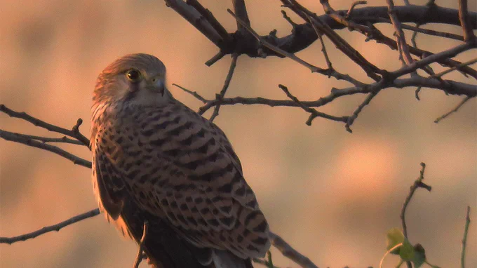 This bird eats mice and insects. It looks hungry in the golden morning light and waits to start its prey.