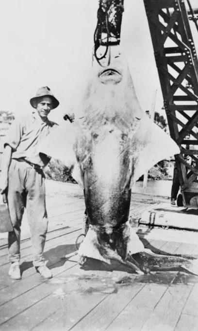 Large sawfish caught and on display in Queensland, Australia ca 1921. Sourced from the National Library of Australia.