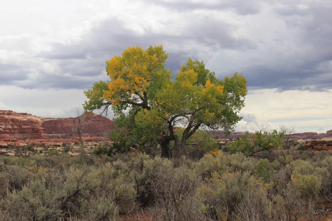 Yellowing cottonwood tree surrounded by brush and a cloudy sky. 