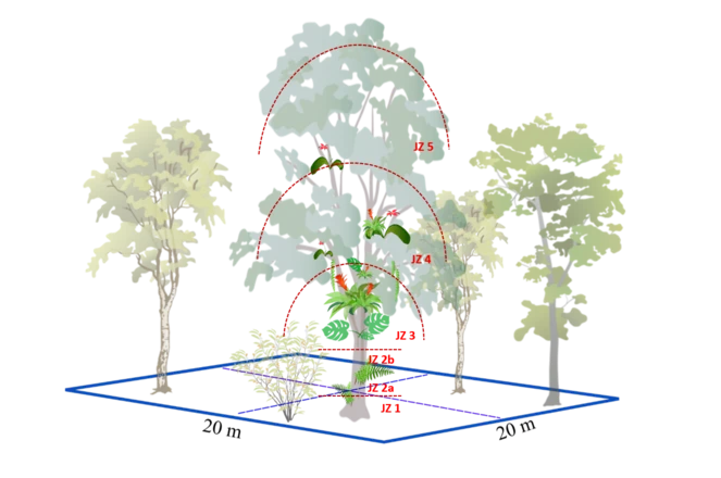 Trait sampling of vascular epiphytes