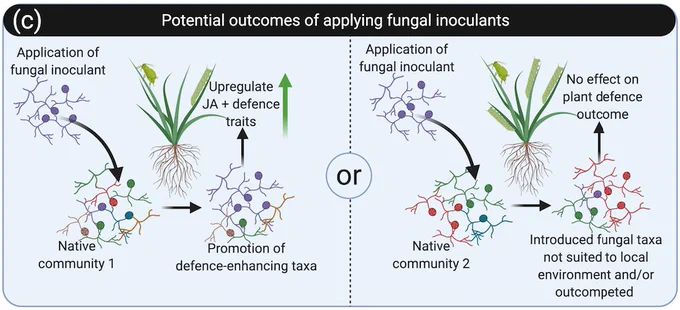 Section of figure that outlines two (of many) potential outcomes from applying arbuscular mycorrhizal fungal inoculants. One scenario is where the introduced fungal taxon persists and promotes defenses of plants and thus benefits plant communities. The second scenario is where the introduced fungal taxon does not persist in the environment (possible it is not suited to it, or is outcompeted by the resident fungi already present) and there is no defense-benefit for plants. 