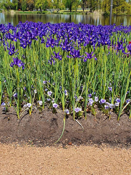 A,stunning garden bed of tightly packed iris in full flower.