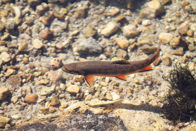 brook trout in a rocky stream