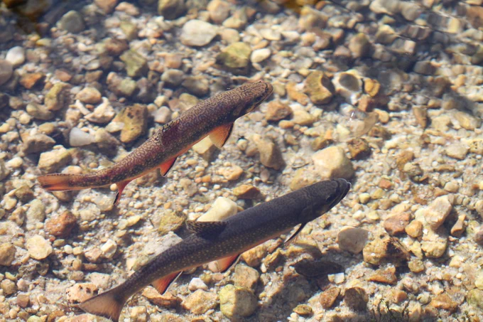 two brook trout in a rocky stream