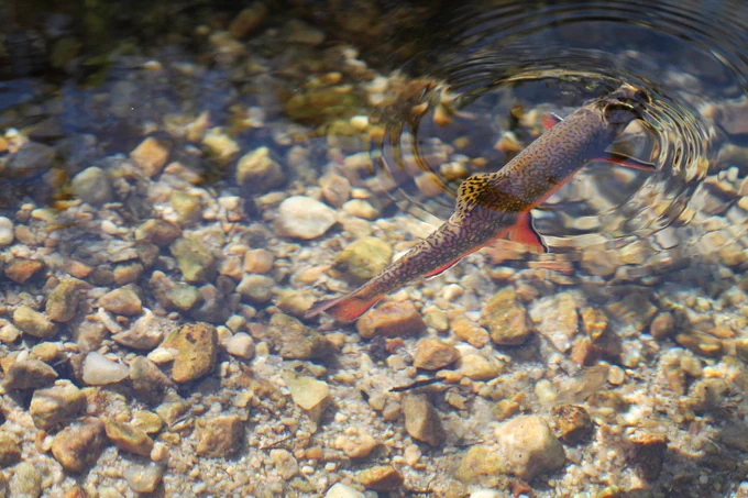 a brook trout making ripples on the surface of a rocky stream