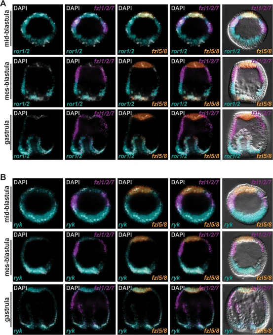 Figure 5.  ror1/2 and ryk are co-expressed dynamically with fzd1/2/7 and fzd5/8. (A) ror1/2 is co-expressed with both frizzled (fzd) receptors during the mid-blastula stage. ror1/2 is downregulated in the ventral ectoderm during mesenchyme blastula and gastrula stages, where fzd1/2/7 is upregulated and co-expressed with fzd5/8 only in the mesoderm cells. (B) ryk is also co-expressed with both fzd receptors but shows increased expression in the posterior pole of the embryo during the mid-blastula stage. At the mesenchyme blastula stage, ryk maintains co-expression with both fzd receptors, but by the gastrula stage, it is excluded from embryonic territories overlapping with fzd1/2/7 but maintains co-expression with fzd5/8 in the anterior neuroectoderm. DAPI, 4′,6-diamidino-2-phenylindole.