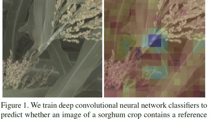 Figure 1.We train deep convolutional neural network classifiers to
predict whether an image of a sorghum crop contains a reference
or alternate version of particular genetic marker, and then visualize
why the network makes that prediction. In this figure, we show
the visualization for why the neural network predicted an image
showed a plant with a reference version of a SNP that controls
leaf wax composition – the visualization highlights the especially
waxy part of the stem.