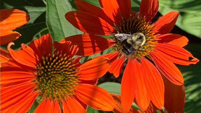 honey bee on bright orange coneflower