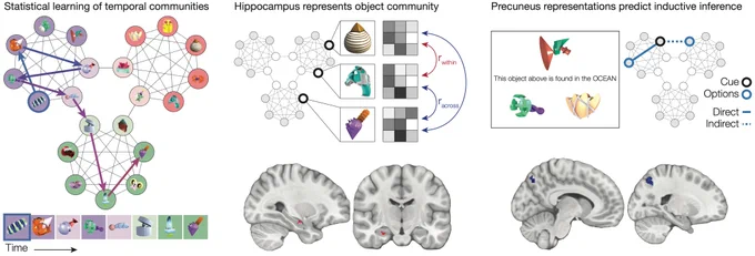 Schematic illustrating the community structure graph, a pattern-similarity analysis of neural representations of community structure, and a test of whether inductive inference is biased by community membership.