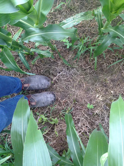 boots in row of corn