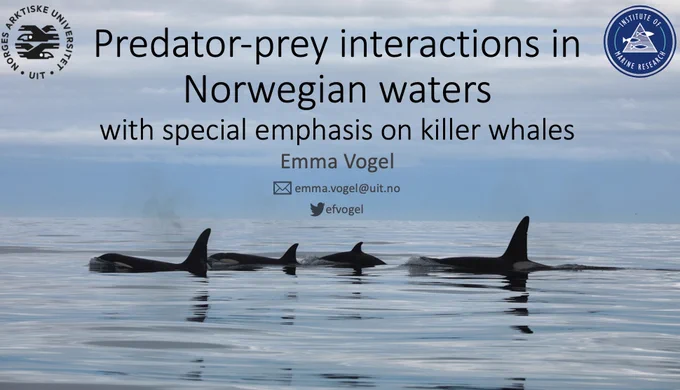 Title slide from lecture on Predator-Prey interactions in Norwegian waters with special emphasis on killer whales. Background picture of 4 killer whales swimming in glassy water

