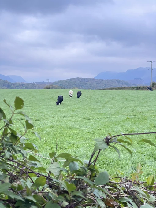Three cows in a field in front of large fells.