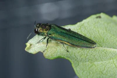 emerald ash border on light green leaf
