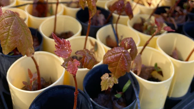 red maple seedlings emerging