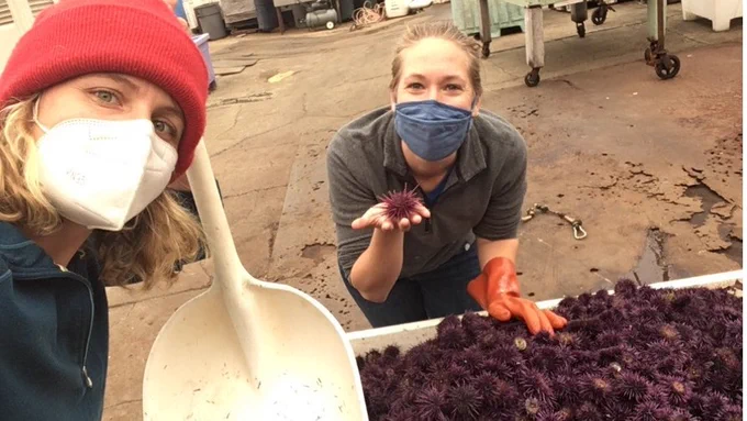 Two people, both wearing masks, in an outdoor setting. One is holding a large white shovel, and the other is standing over a bin filled with purple urchins and holding one in their hand.