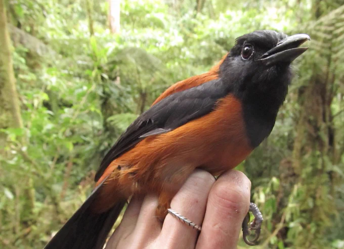 A bird researcher holds a Hooded Pitohui on the Huon Peninsula of Papua New Guinea. Photo by Benjamin Freeman