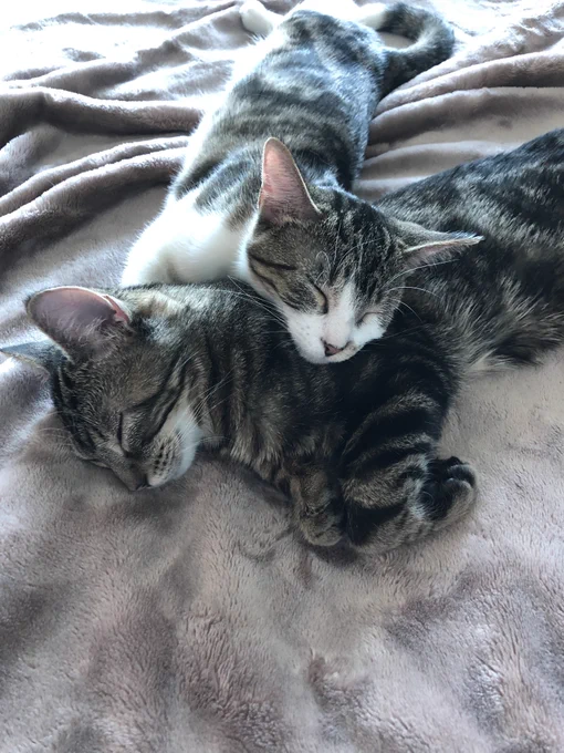 two kittens snuggling on a blanket