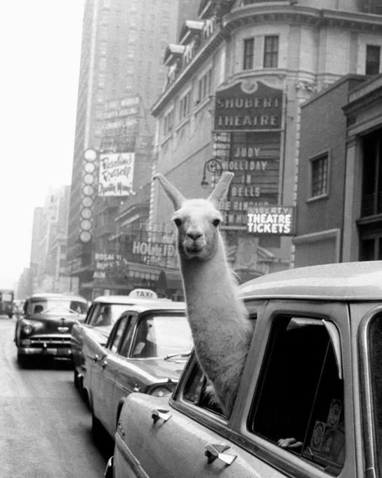 llama riding in the back of a car in Times Square, 1957