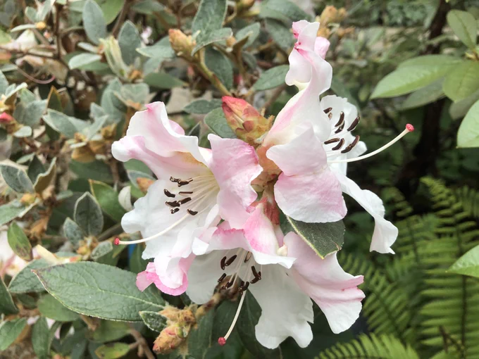 A photo of Rhododendron edgeworthii.