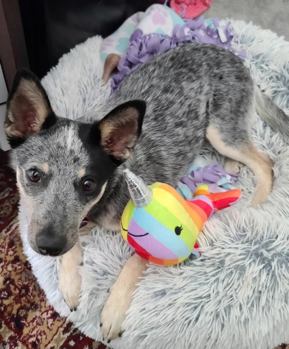 blue heeler pup lying in a very fluffy bud next to a rainbow narwhal. she’s looking up at the camera. she looks thankful