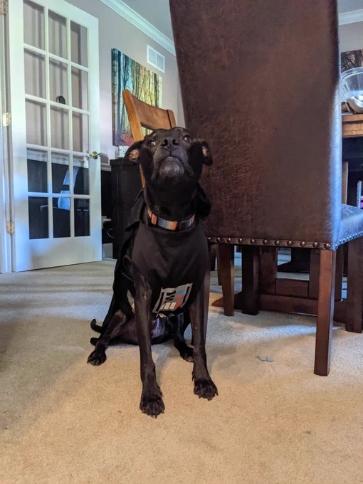 Black dog in Darth Vader costume