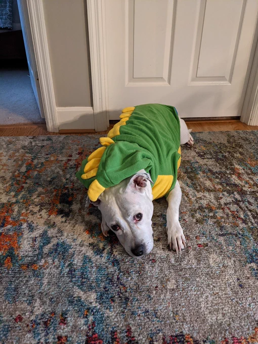 White dog in dinosaur costume