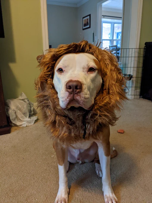 Brown and white dog with lions mane