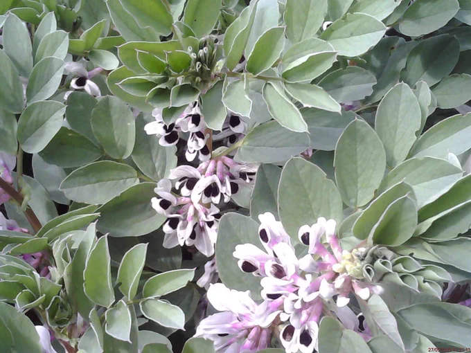 close up of tundra plants in flower