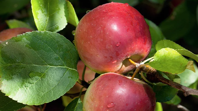 red apples