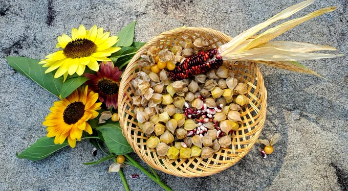 bright sunflowers and a basket of corn beans and ground cherry