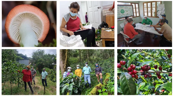Con científicos-as buscando formas de proteger cosechas con microorganismos hongos y no agroquímicos para conservacion biodiversidad Panama Chiriqui