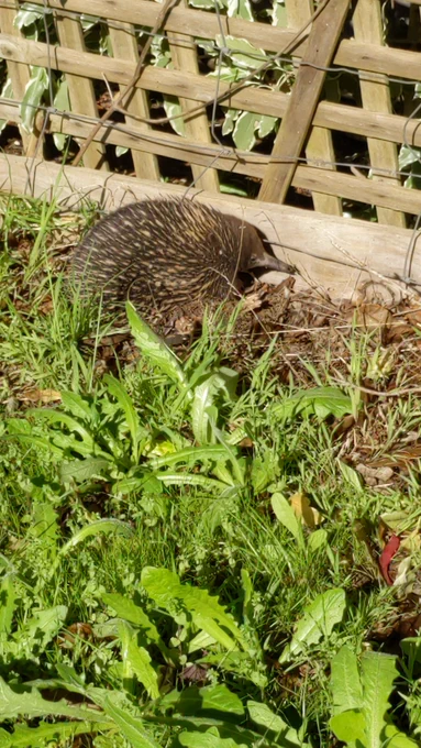 A medicine sized echidna in the garden beside a wooden fence.